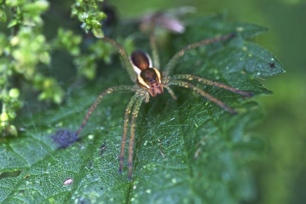 Dolomedes fimbriatus